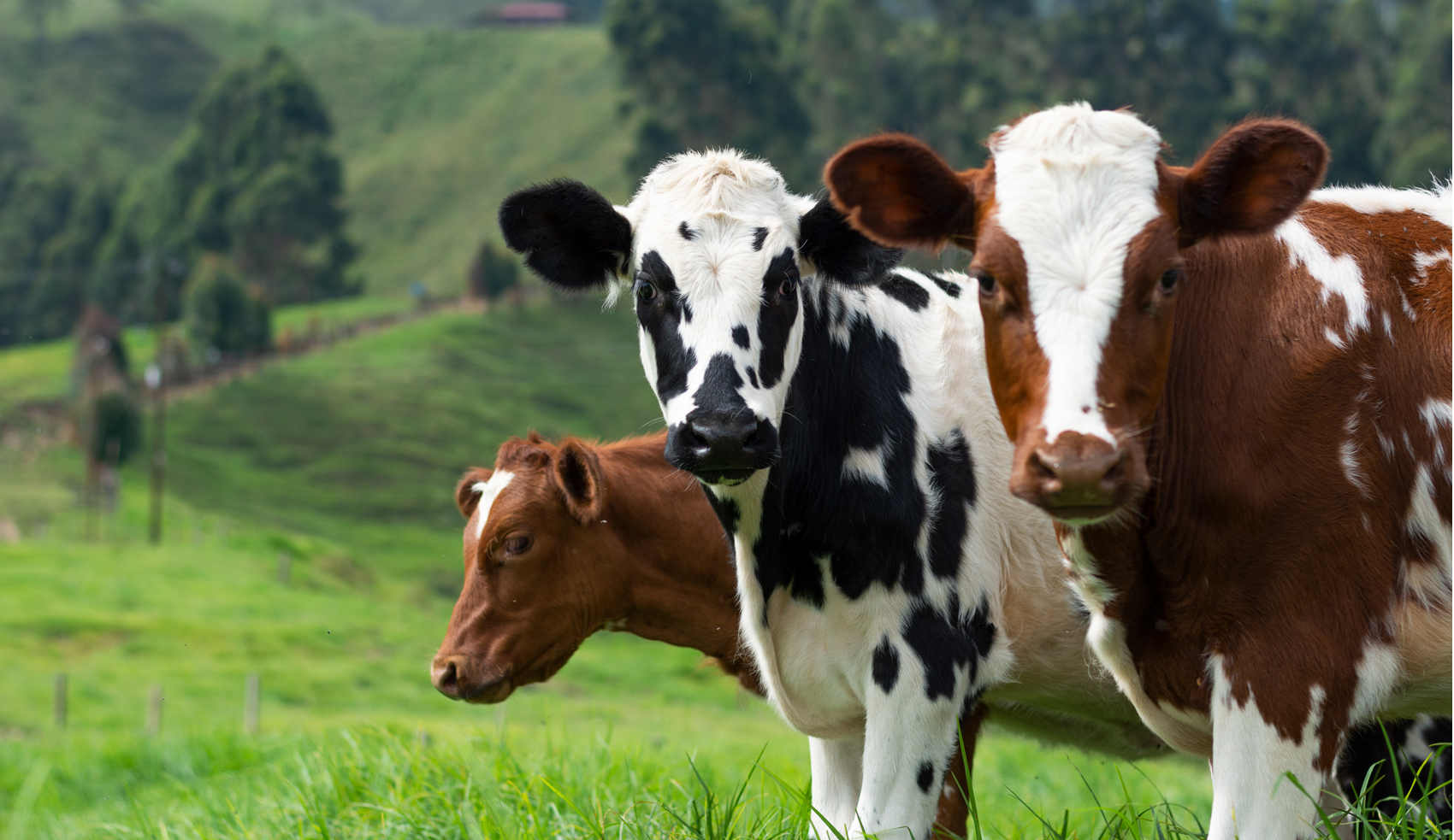 Drei Kühe